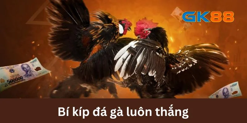 Bí kíp đá gà luôn thắng