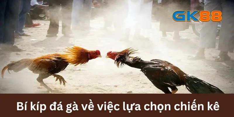 Bí kíp đá gà trong việc lựa chọn chiến kê