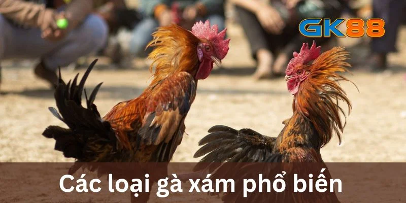 Các loại gà xám phổ biến