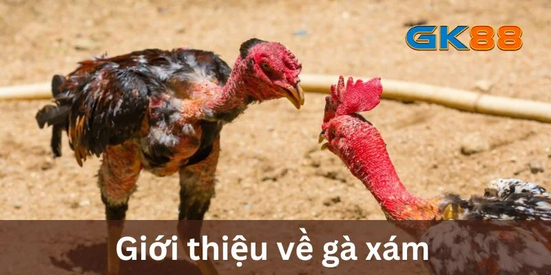 Giới thiệu về gà xám