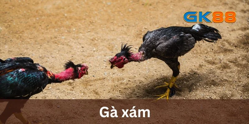 Gà Xám - Các Loại Gà Phổ Biến Trong Trường Gà Tại GK88