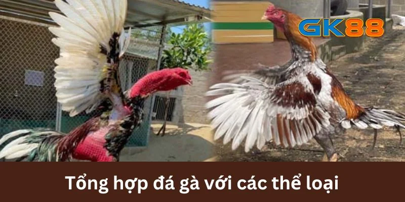 Tổng hợp đá gà với các thể loại